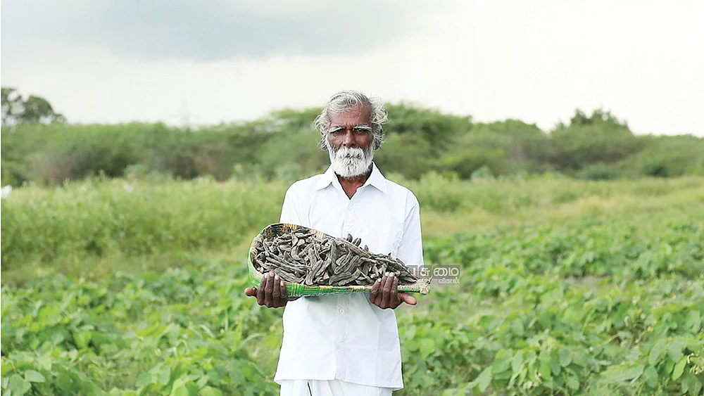 அறுவடையான பூனைக்காலியுடன் விவசாயி கண்ணன்