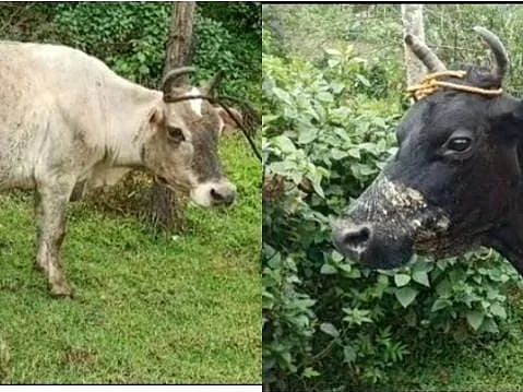 மூணாறில் 10 மாடுகளை கடித்து கொன்ற புலிகள்! கூண்டுகள் வைத்து பிடிக்க கேரள வனத்துறை தீவிரம்!