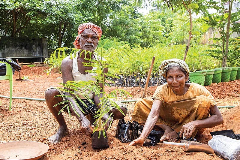 மரக்கன்றுகள் உற்பத்தி
