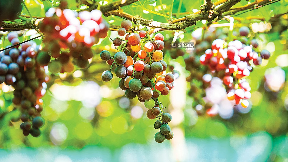 பன்னீர் திராட்சை