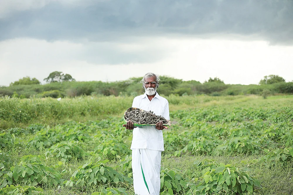 அறுவடையான பூனைக்காலியுடன் விவசாயி கண்ணன்