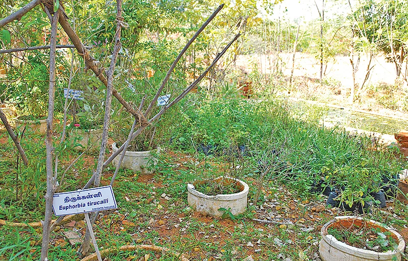 மூலிகை
