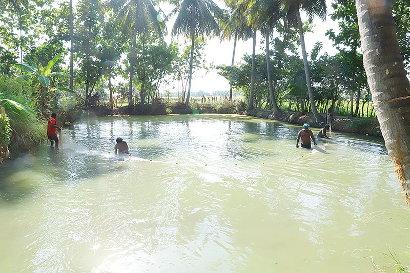மீன் குளம்