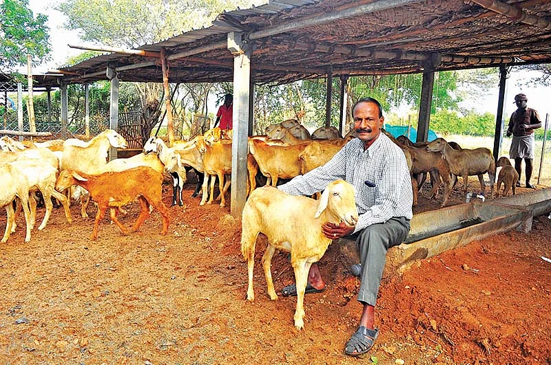 செல்லமுத்து