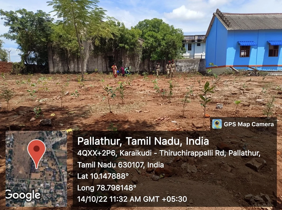 பள்ளத்தூர் கல்லூரியில் மியாவாக்கி முறையில் நடப்பட்ட மரக்கன்றுகள்.