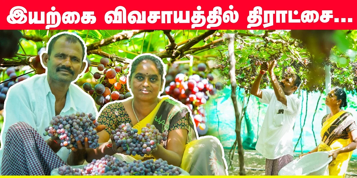 திராட்சை சாகுபடி
