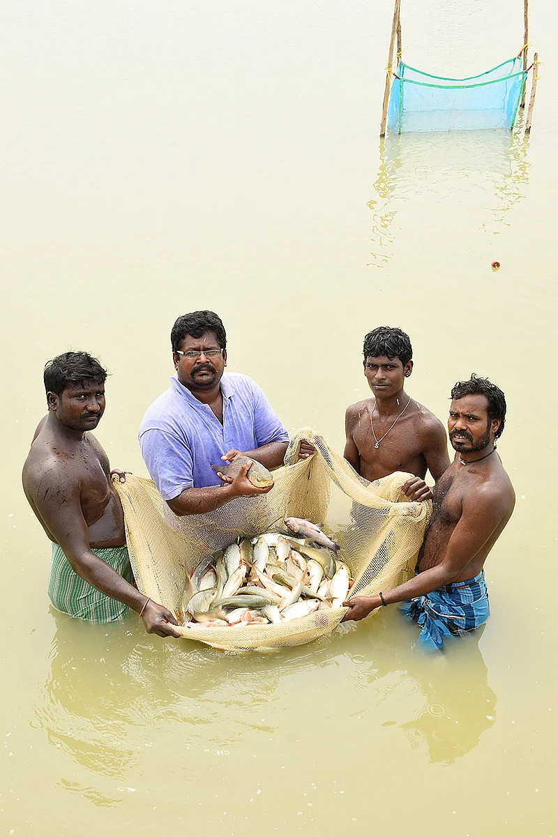 மீன்