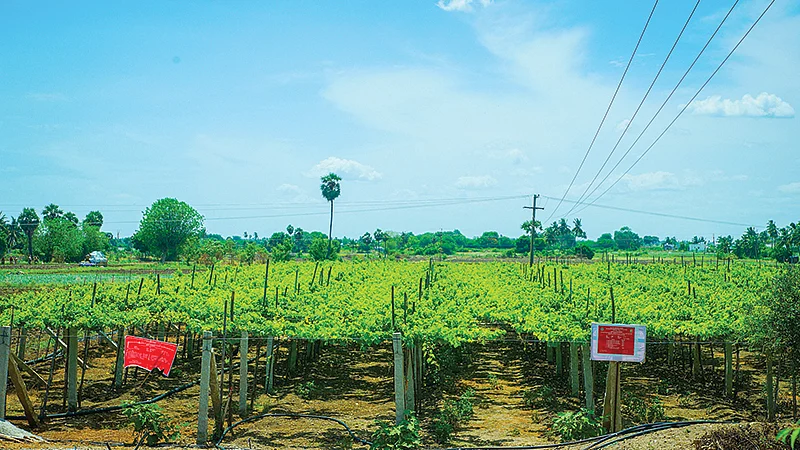 திராட்சைத் தோட்டம்