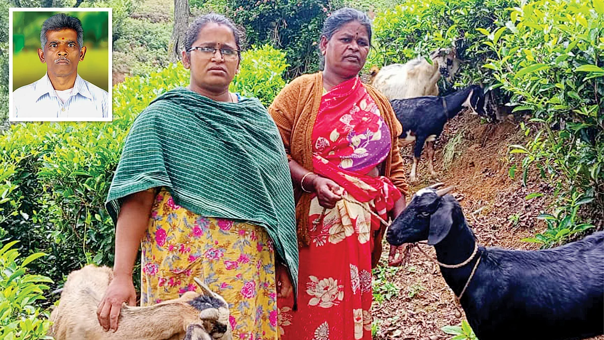 சூரியகாந்தன் குடும்பம்