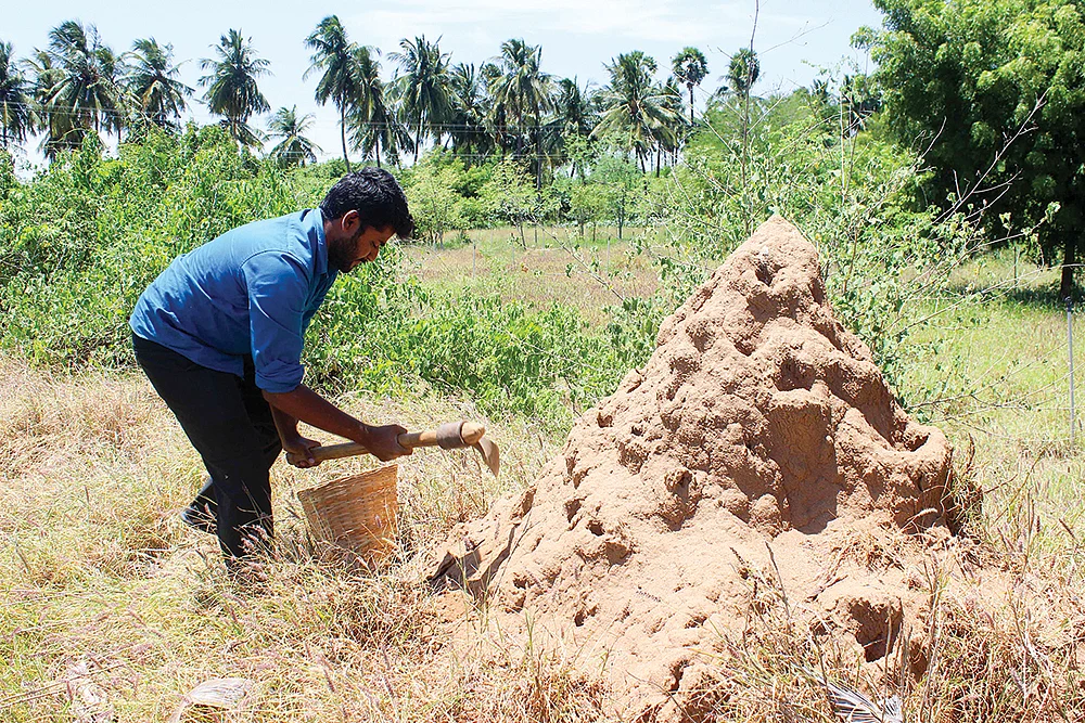 கறையான் புற்று மண்