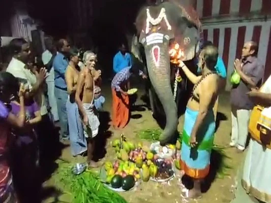 சங்கரன்கோவில்: கோமதி யானைக்கு 28வது பிறந்தநாள் - கொண்டாட்டத்தில் பக்தர்கள்!