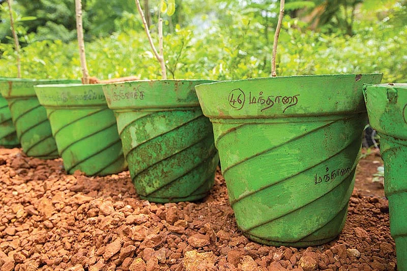 மரக்கன்றுகள்