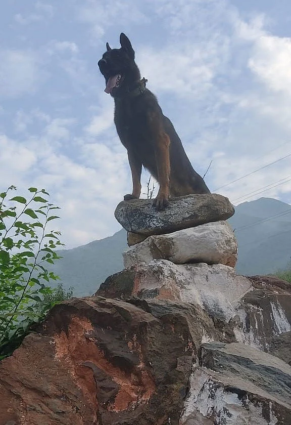 ராணுவ நாய்