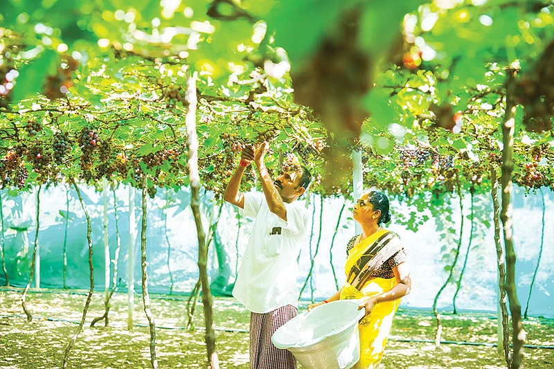 திராட்சை அறுவடையில்