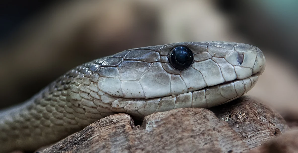 snake