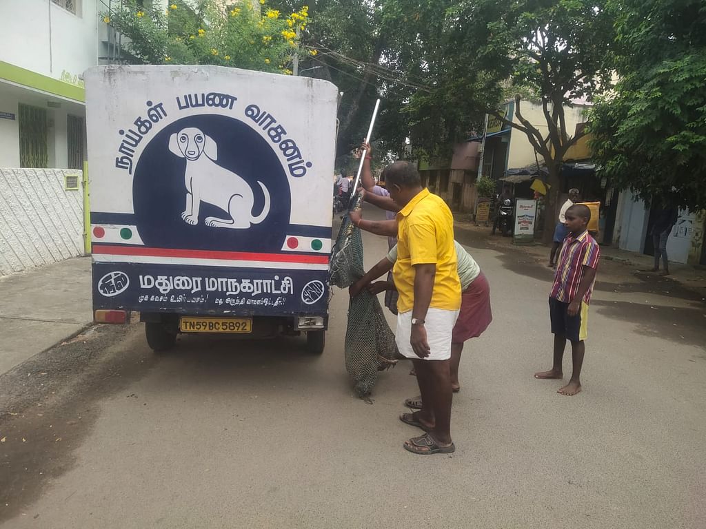 நாய் பிடிக்கப்பட்டபோது