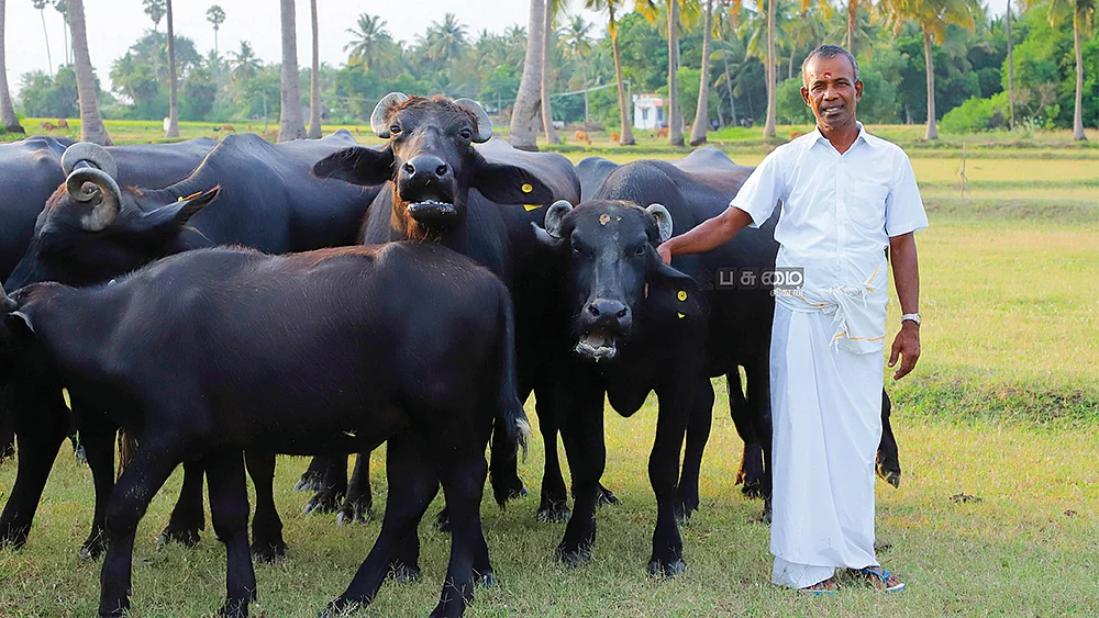 எருமைகளுடன் சுப்ரமணியன்