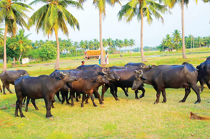 மேய்ச்சலில் எருமைகள்
