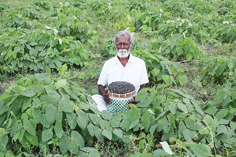 பூனைக்காலி விதைகளுடன்