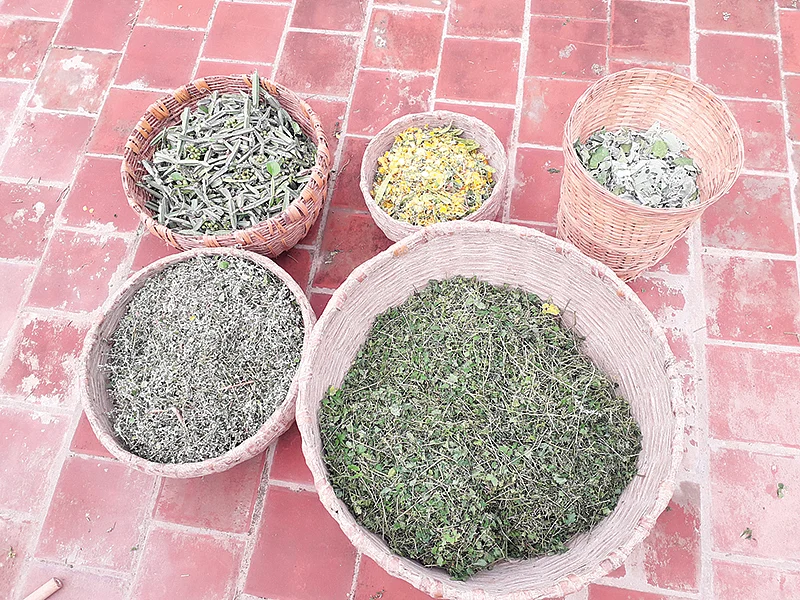 மூலிகைகள்