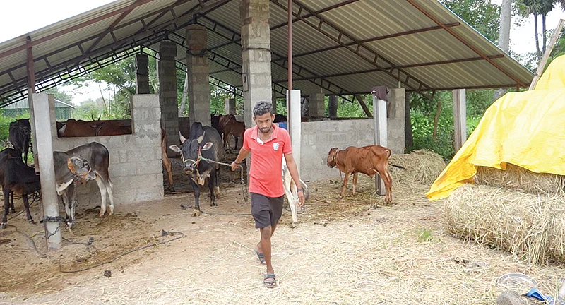 மாடுகள் பராமரிப்பு