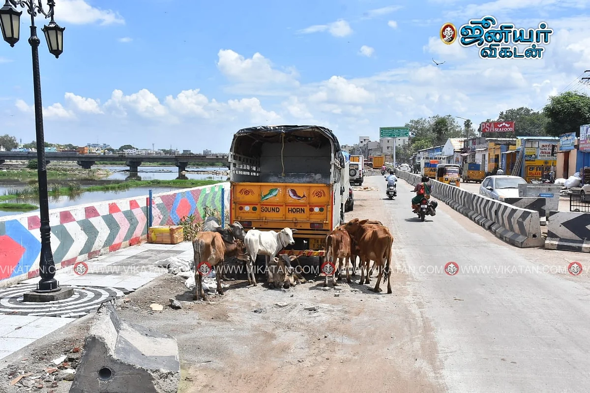 ஒரு நாள் மழைக்கே தேங்கிய வெள்ளம்; சகதியான சாலைகள்... `ஸ்மார்ட் சிட்டி’ மதுரையில் நேரடி ரவுண்ட்அப்!