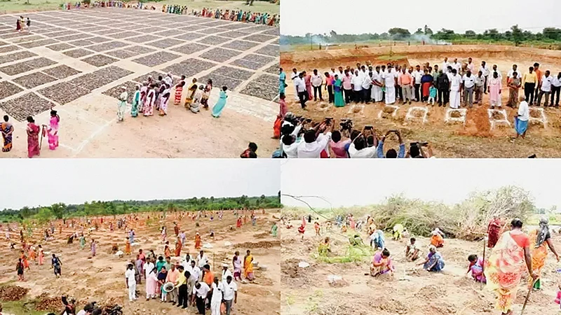 பனை நடவில் உலக சாதனை