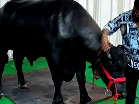 எருமை மாட்டின் விலை ரூ.35 கோடி! உண்மையா?