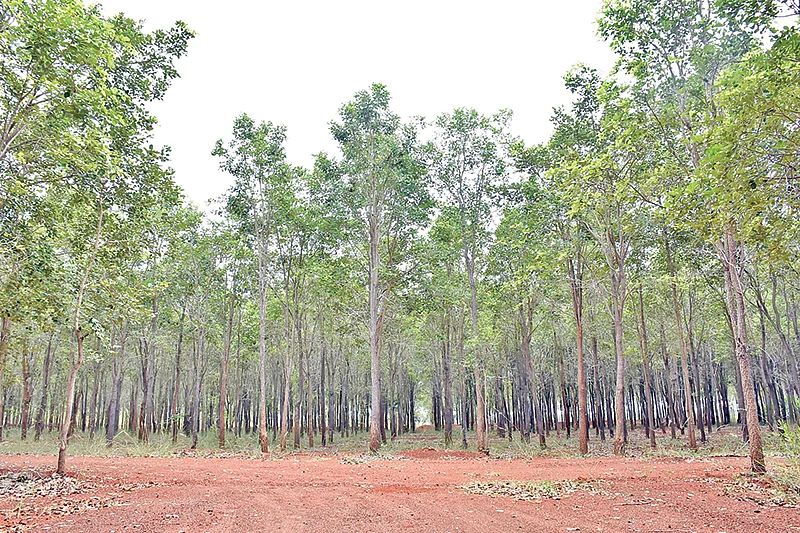 செம்மண் கலந்த சரளை மண்ணில் ஓங்கி உயர்ந்து வளர்ந்து கொண்டிருக்கும் செம்மரங்கள்