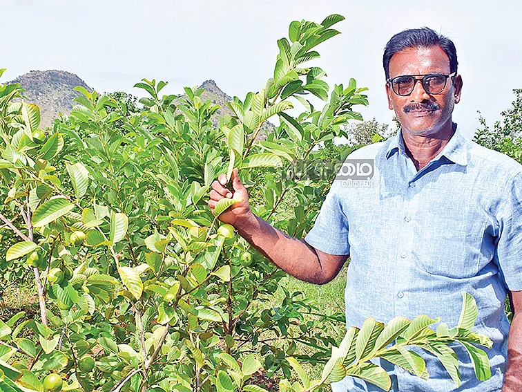 3 ஏக்கர்...
ஆண்டுக்கு மூன்றரை லட்சம்!
செழிப்பான லாபம் கொடுக்கும் தைவான் கொய்யா!