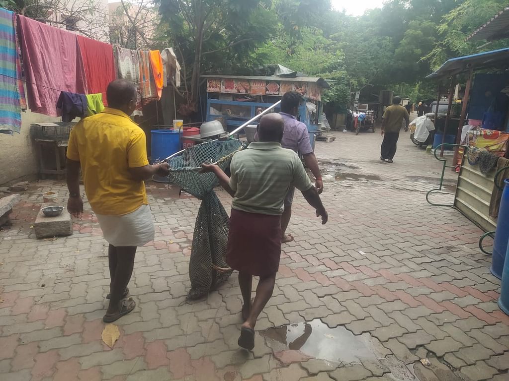நாய் பிடிக்கும்போது