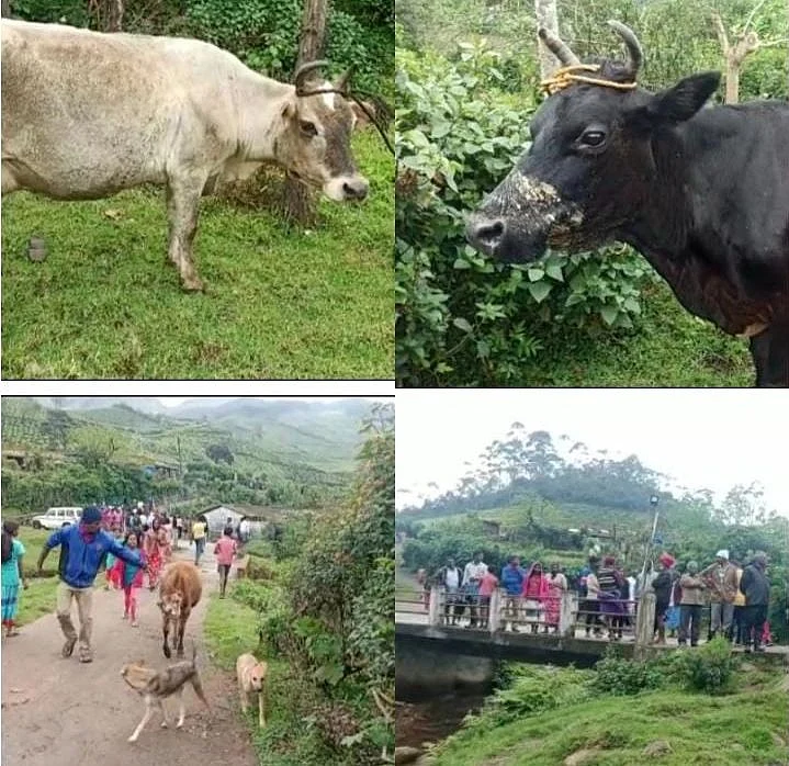 காயமடைந்த மாடுகள்