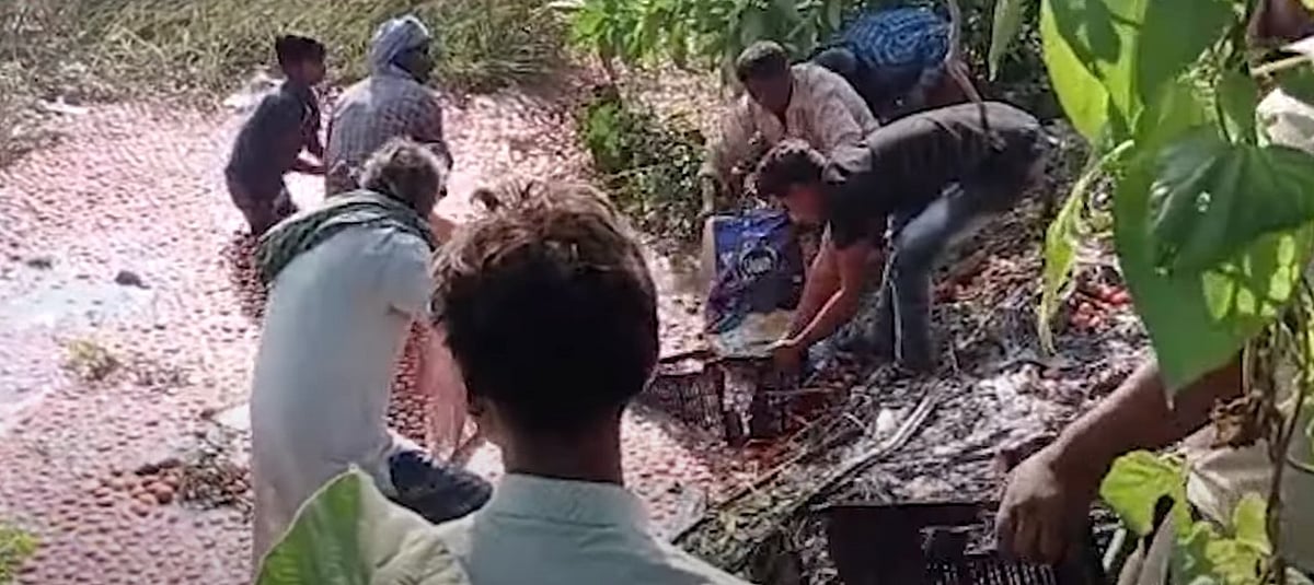 வாகன விபத்தில் இறந்தகிடந்த நபர்; சிதறிக்கிடந்த தக்காளியை அள்ளிச்சென்ற மக்கள்! - வைரல் வீடியோ 