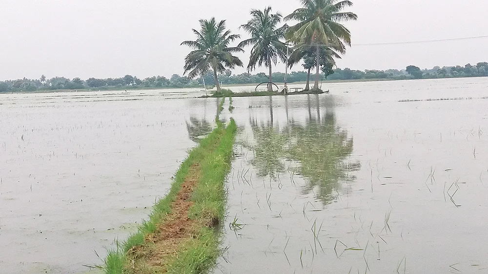 மழை நீர்
