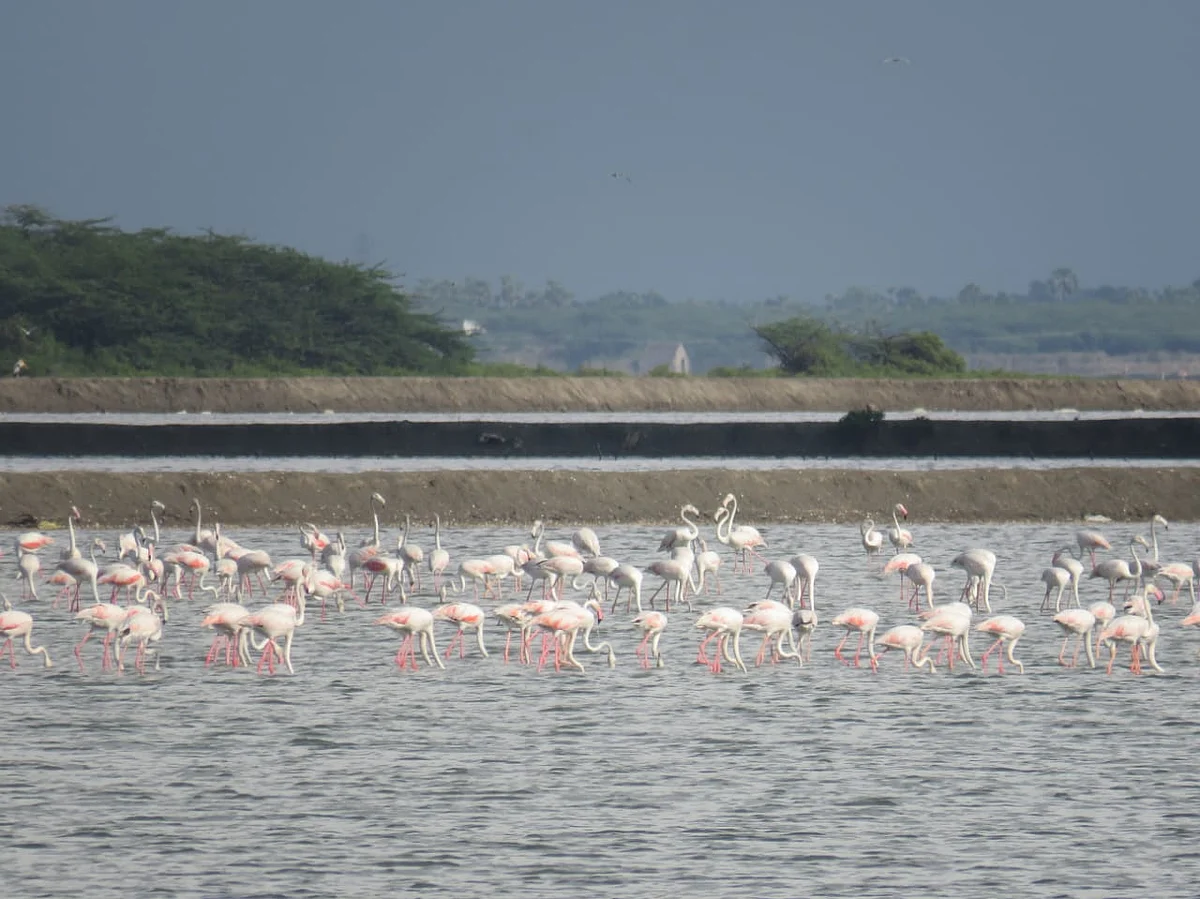 கோடியக்கரையில் பறவைகள்
