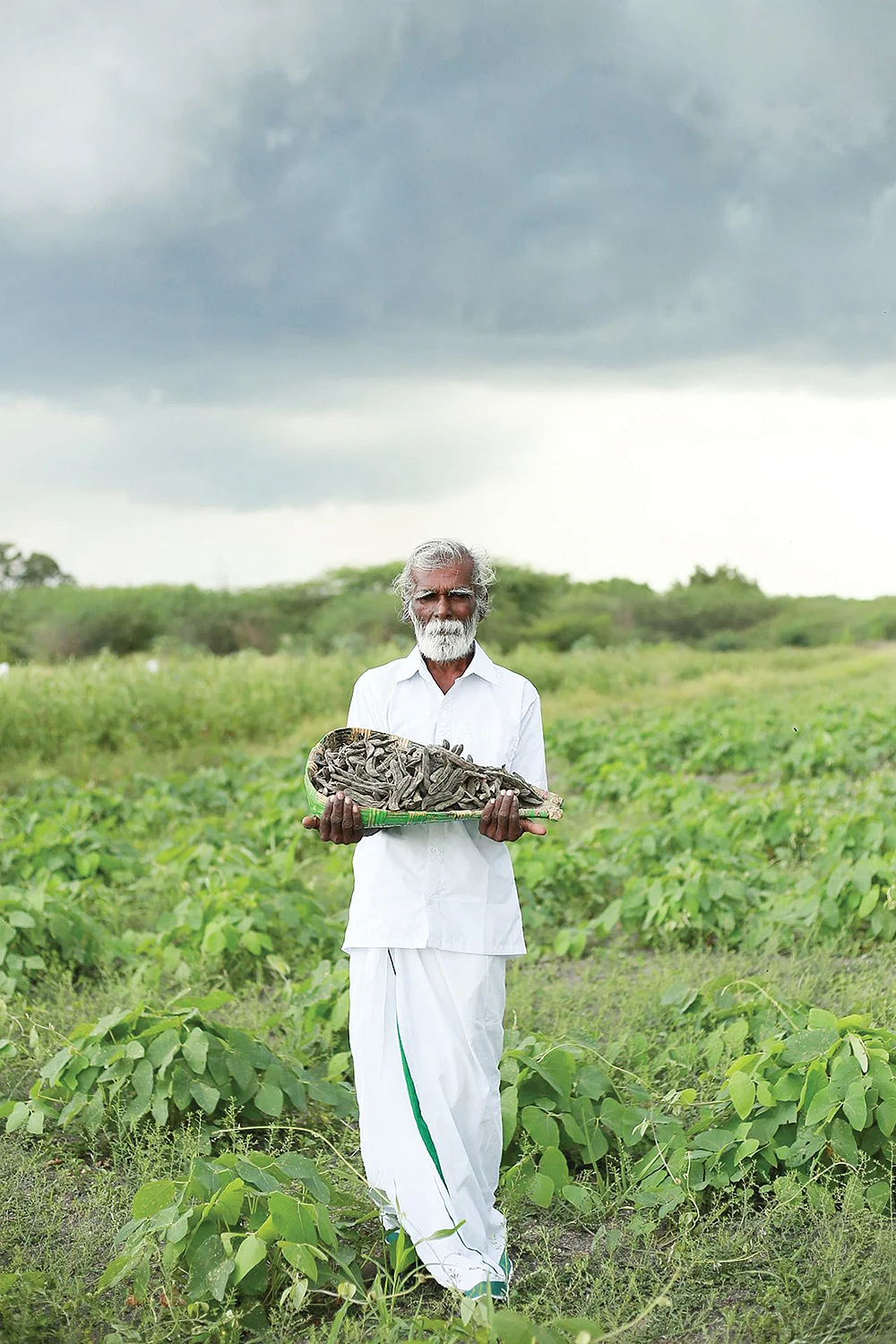அறுவடையான பூனைக்காலியுடன் விவசாயி கண்ணன்