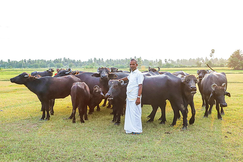 எருமைகளுடன் சுப்ரமணியன்