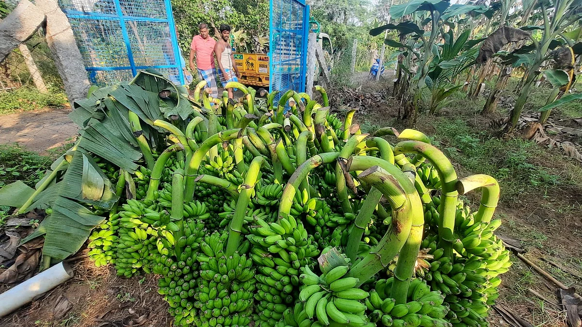 வாழைப்பழம்
