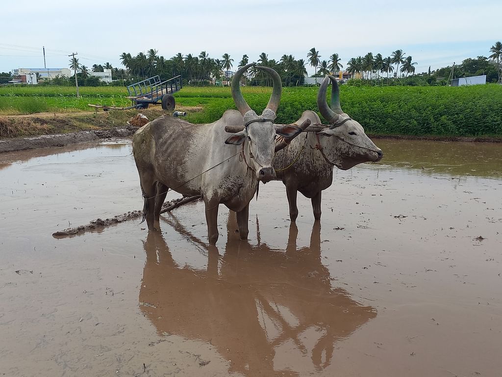 காங்கேயம் காளைகள்