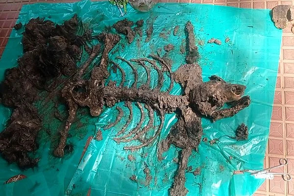 கரடியின் எலும்புகள்