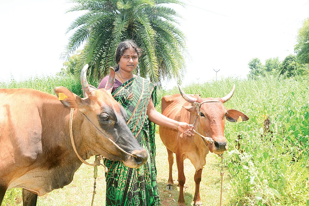 மாடுகளுடன் விஜயலட்சுமி
