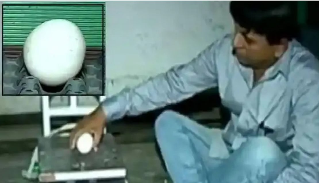 210 கிராமில் ராட்சத முட்டை:
நாட்டிலேயே அதிக எடையில் முட்டையிட்ட மகாராஷ்டிரா கோழி!