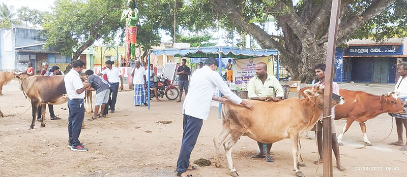 கால்நடை முகாம்
