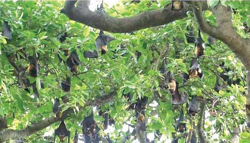 திருநின்றியூர் லட்சுமிபுரீஸ்வரர்... காரைக்குடி பலகாரம்... சிவகாசி பட்டாசு... கரூர் ஆட்டுச்சந்தை...