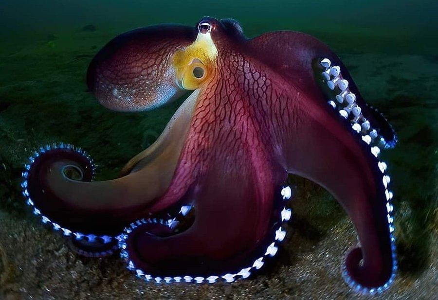 the blue glowing Coconut Octopus