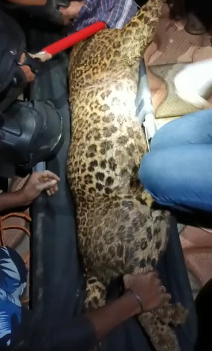 மீட்கப்பட்ட சிறுத்தை