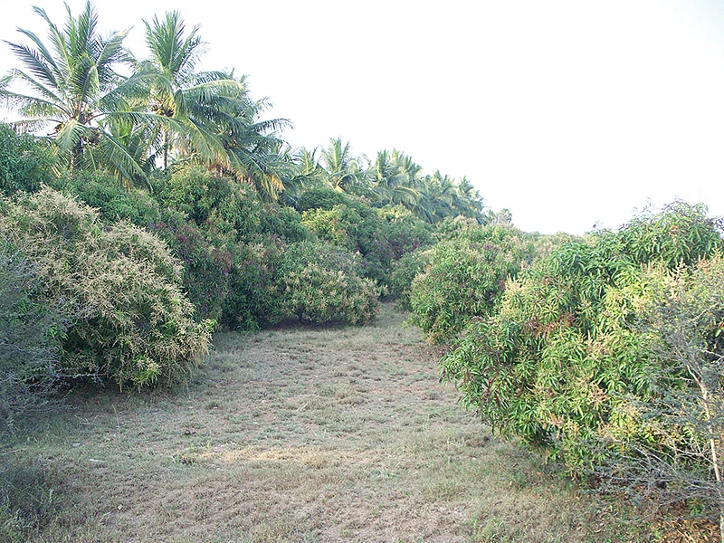 மாந்தோட்டம்