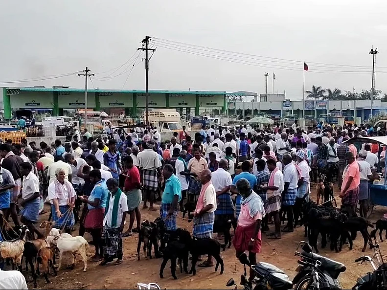குவியும் வெளியூர் வியாபாரிகள்; கோடிக்கணக்கில் வர்த்தகம்!புதுக்கோட்டையில் களைகட்டும் ஆட்டுச் சந்தை!