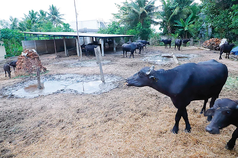 கொட்டகையில் எருமைகள்