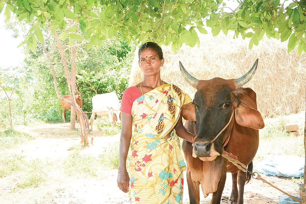 மாட்டுடன் லஷ்மி